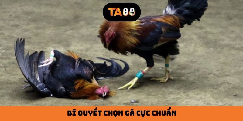 Bí quyết chọn gà cực chuẩn