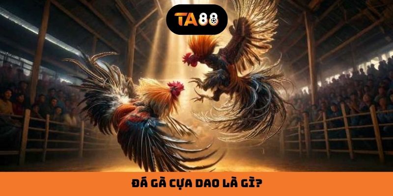 Đá gà cựa dao là gì?