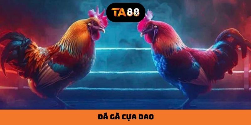 Đá Gà Cựa Dao | Giải Chọi Kê Chất Nhất Năm 2025