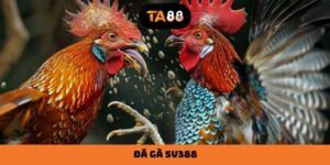 Đá Gà SV388 - Trực Tiếp Các Trận Chiến Đỉnh Cao, Sôi Động