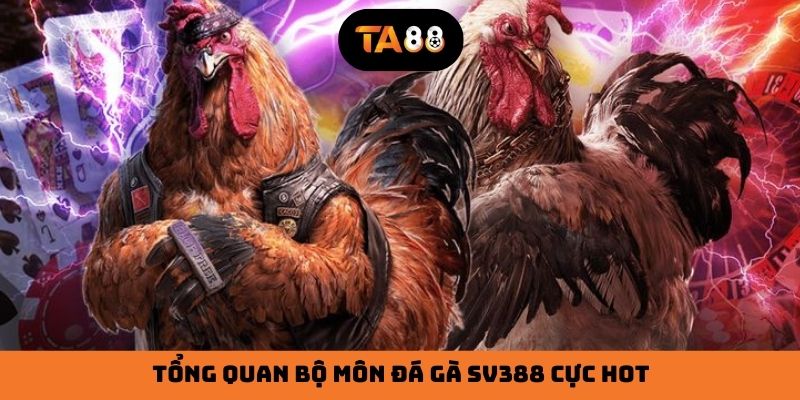 Tổng quan bộ môn đá gà SV388 cực HOT